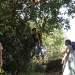 Climbing tree